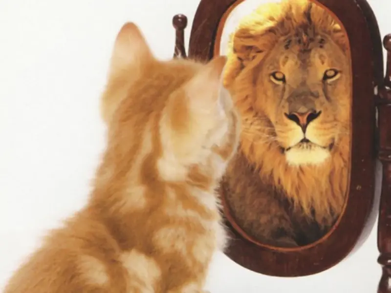 Professional identities – where do they come from, and why are they important?