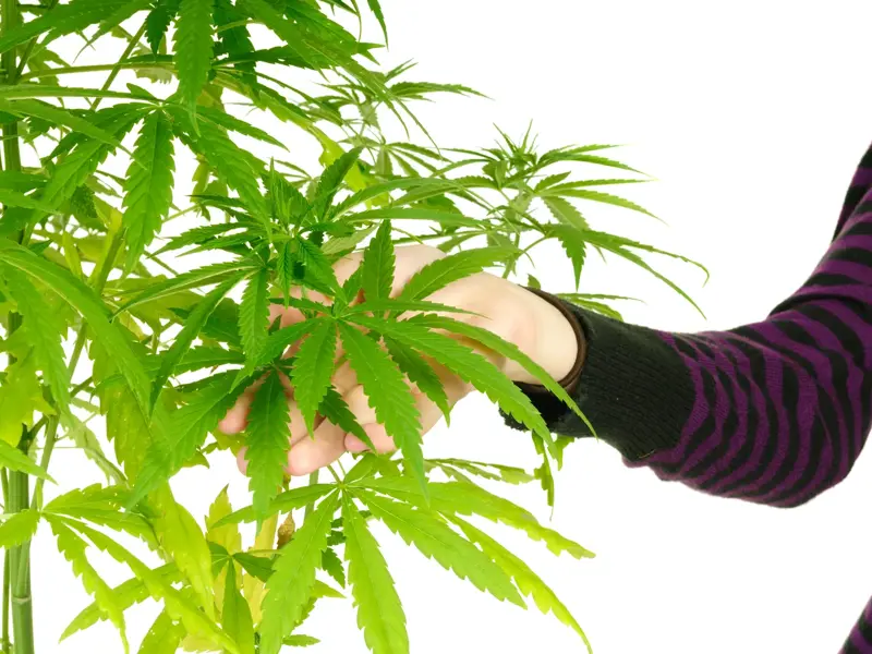Can I have medical cannabis on PBS doctor?